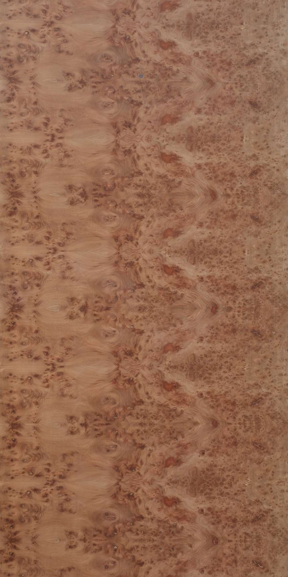 Elm Burl Veneer