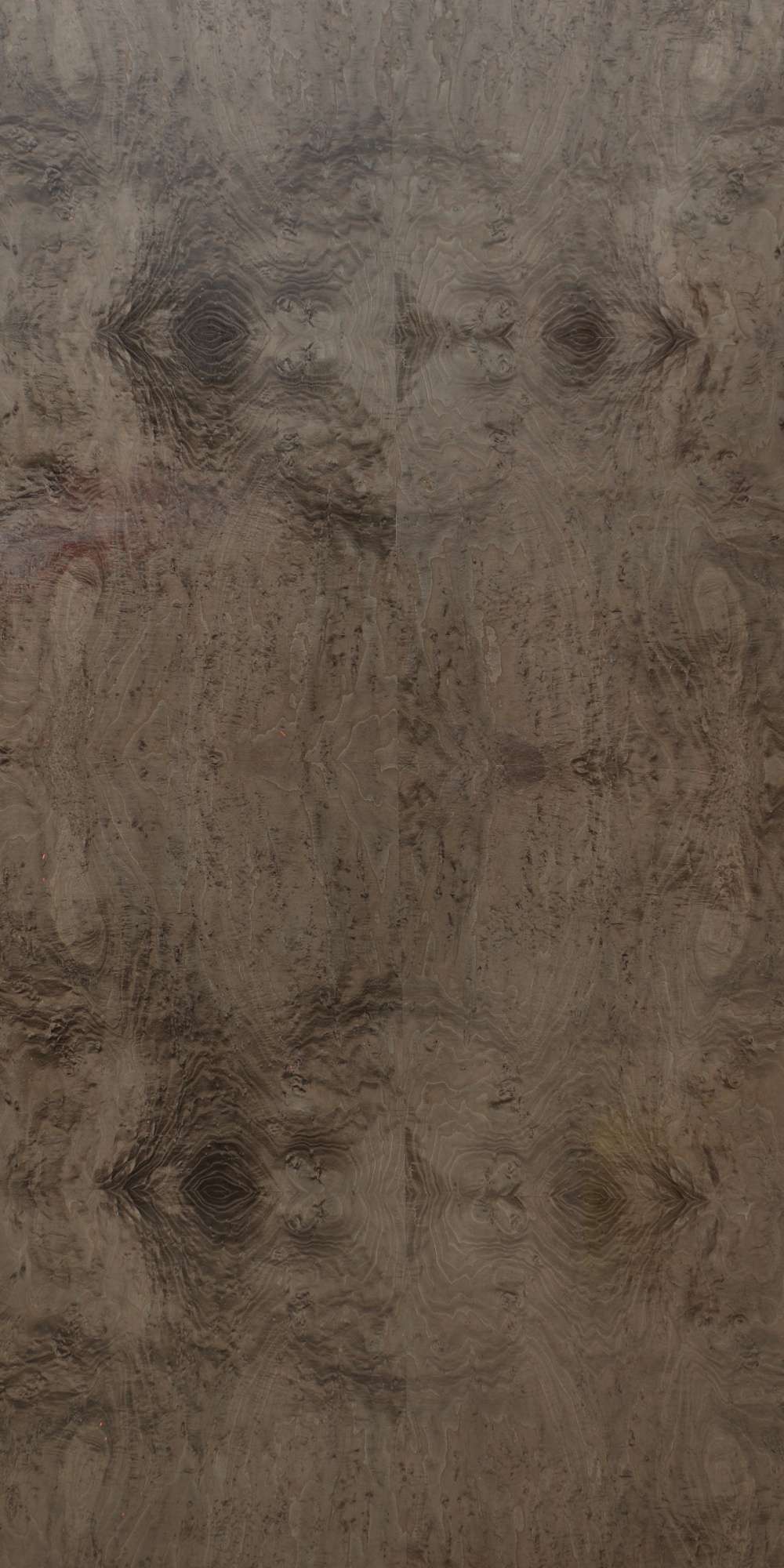 Zanzibar Ash Burl Veneer